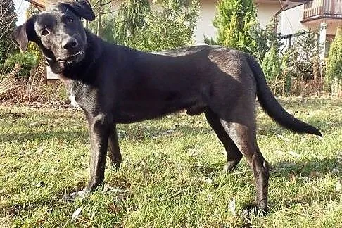 Otis pilnie do adopcji ! , łódzkie Łódź