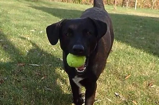 Otis pilnie do adopcji ! ,  łódzkie Łódź