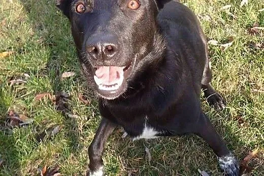 Otis pilnie do adopcji ! ,  łódzkie Łódź