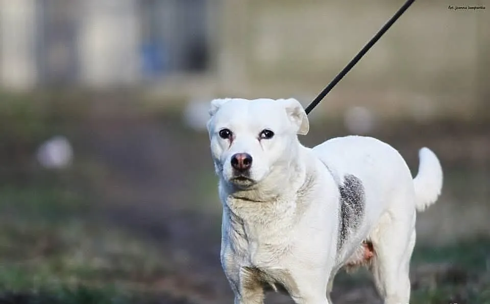 Jaga czeka na adopcję