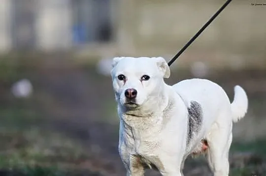 Jaga czeka na adopcję