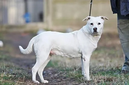 Jaga czeka na adopcję