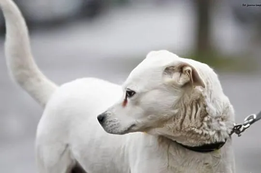 Jaga czeka na adopcję