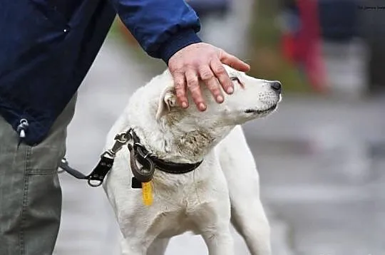 Jaga czeka na adopcję