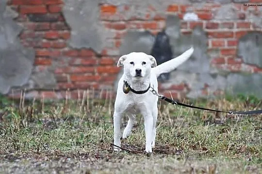 Jaga czeka na adopcję