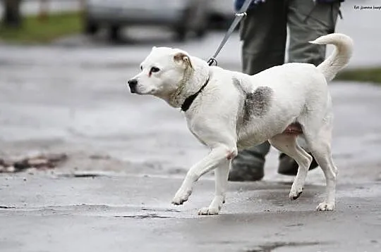 Jaga czeka na adopcję