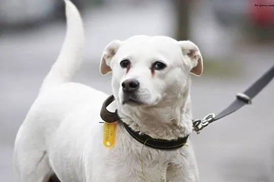 Jaga czeka na adopcję