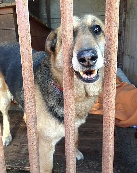 GERDA - z kanapy do boksu, pilnie dom!!!, łódzkie