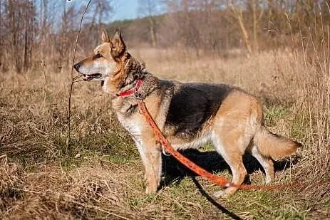 GERDA - z kanapy do boksu, pilnie dom!!!,  łódzkie