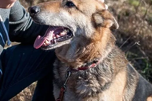 GERDA - z kanapy do boksu, pilnie dom!!!,  łódzkie