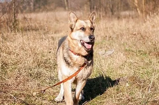 GERDA - z kanapy do boksu, pilnie dom!!!,  łódzkie