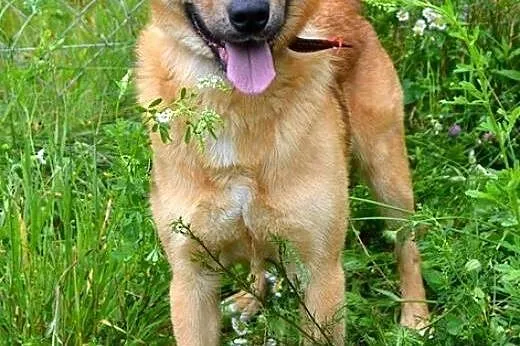 Afer - energiczny, piękny pies :),  warmińsko-mazu