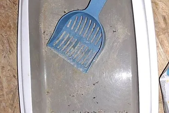 Drapaki kuweta dla kota, Łódzkie, Wieruszów