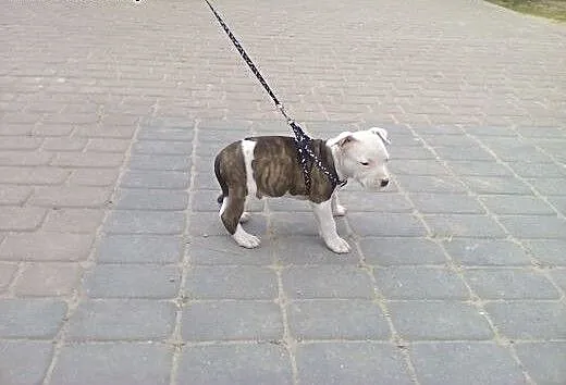 Szczeniak rasy Amstaff, kujawsko-pomorskie Rypin