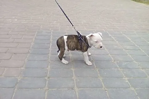 Szczeniak rasy Amstaff,  kujawsko-pomorskie Rypin