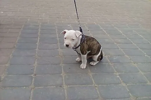 Szczeniak rasy Amstaff,  kujawsko-pomorskie Rypin
