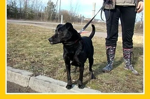 Wielkie serce,oryginalna uroda,łagodny,tulaśny pie