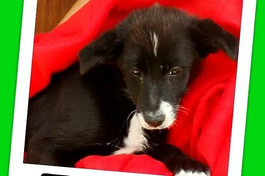 Sunia,4-m-ce,śliczna,towarzyska,rezolutna,przytulaśna ZUZIA _Adopcja_