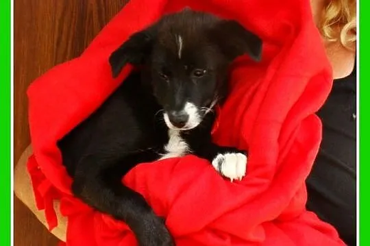 Sunia,4-m-ce,śliczna,towarzyska,rezolutna,przytula