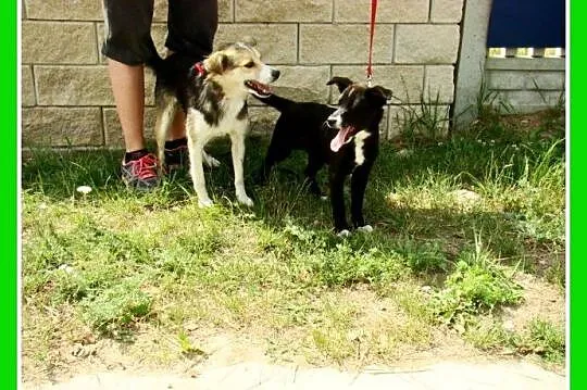 Sunia,4-m-ce,śliczna,towarzyska,rezolutna,przytula