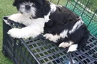 Shih TZU śliczna czarno biała
