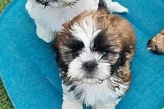 Shih TZU śliczna czarno biała, Wielkopolskie, Gruszczyn