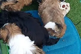 Shih TZU śliczna czarno biała, Wielkopolskie, Gruszczyn