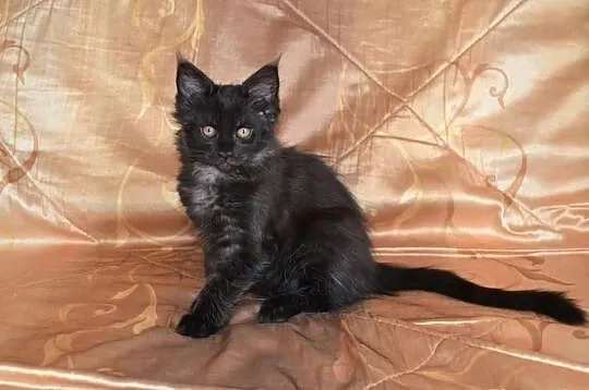Rodowodowa Kota MAINE COON po dużych rodzicach