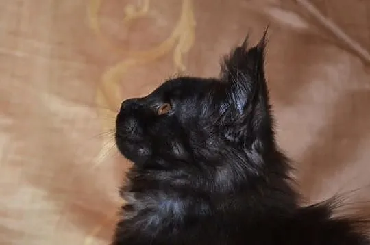 Rodowodowa Kota MAINE COON po dużych rodzicach