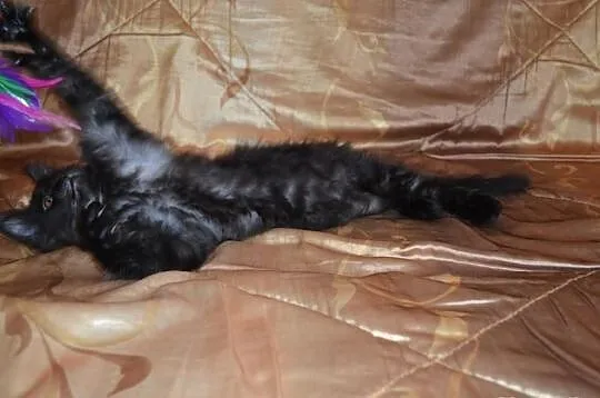 Rodowodowa Kota MAINE COON po dużych rodzicach