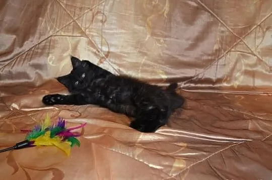 Rodowodowa Kota MAINE COON po dużych rodzicach