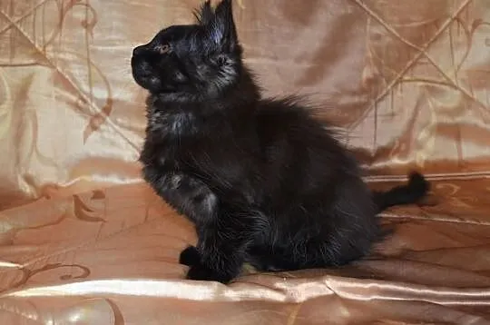 Rodowodowa Kota MAINE COON po dużych rodzicach