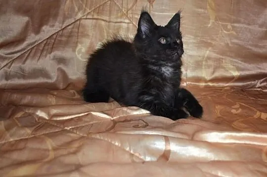 Rodowodowa Kota MAINE COON po dużych rodzicach