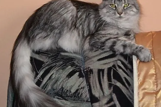 Rodowodowa Kota MAINE COON po dużych rodzicach