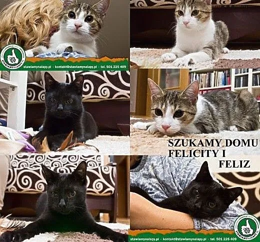 Felicity i Feliz. Fundacja Stawiamy Na Łapy, mało