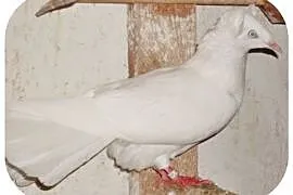 Gołębie, gdańskie wysokolotne (sokoły gdańskie) bi