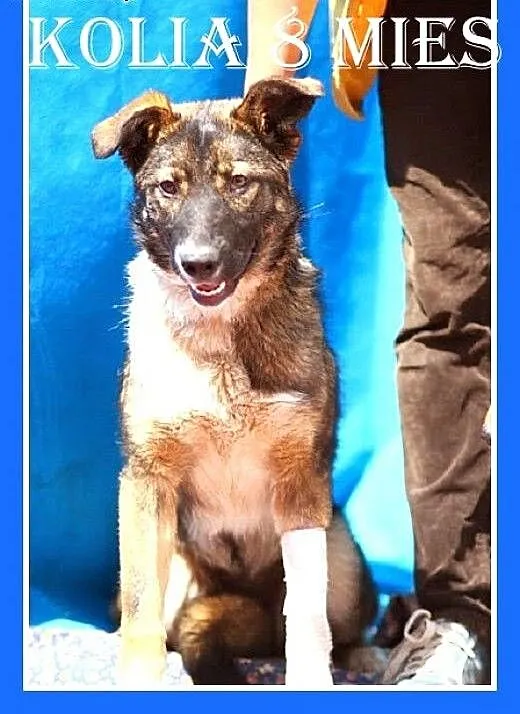 8 mies.duża,przyjazna,czujna suczka KOLIA.Adopcja,