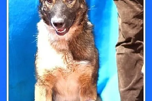 8 mies.duża,przyjazna,czujna suczka KOLIA.Adopcja,