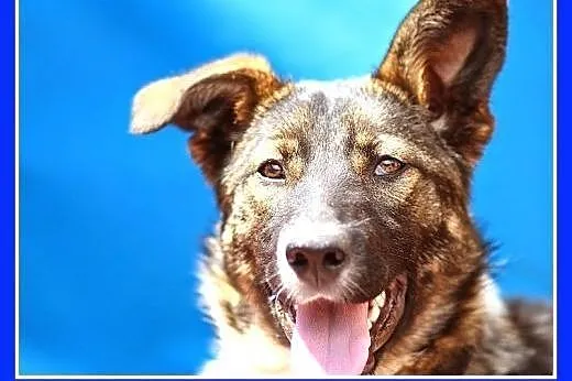 8 mies.duża,przyjazna,czujna suczka KOLIA.Adopcja,
