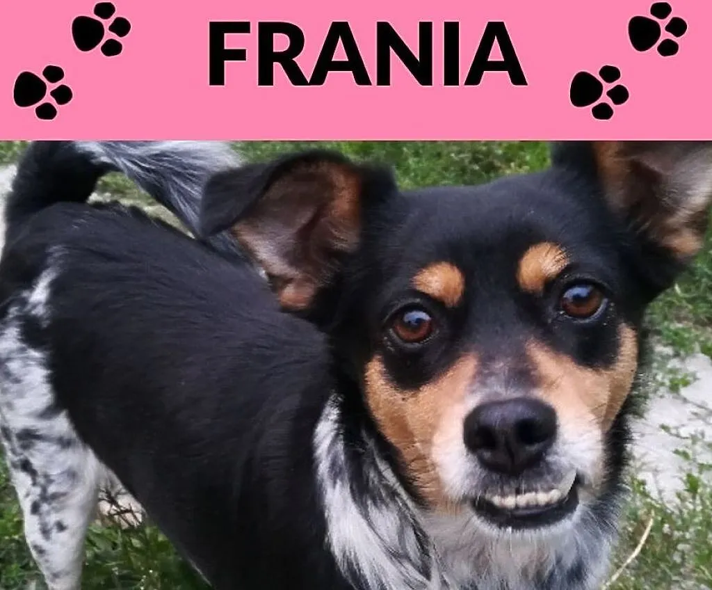 Cudna FRANIA-drobna,delikatna,spokojna,bezproblemowa,urocza,2letnia, , Wrocław