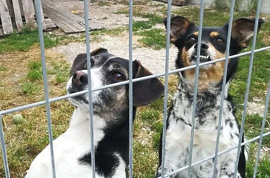 Cudna FRANIA-drobna,delikatna,spokojna,bezproblemowa,urocza,2letnia, , Wrocław