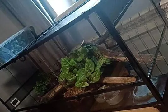 Terrarium Repti Zoo -Szklane-  Super Stan - 160*60*60- Wyposażenie, Podkarpackie, Radomyśl nad Sanem