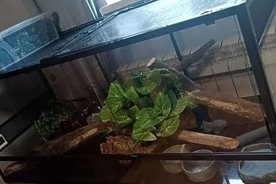 Terrarium Repti Zoo -Szklane-  Super Stan - 160*60*60- Wyposażenie, Podkarpackie, Radomyśl nad Sanem