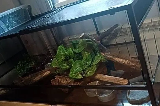 Terrarium Repti Zoo -Szklane-  Super Stan - 160*60*60- Wyposażenie, Podkarpackie, Radomyśl nad Sanem