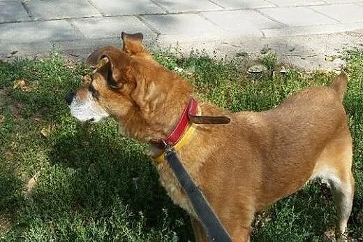 Maja - starsza łagodna sunia szuka domku!,  mazowieckie Warszawa