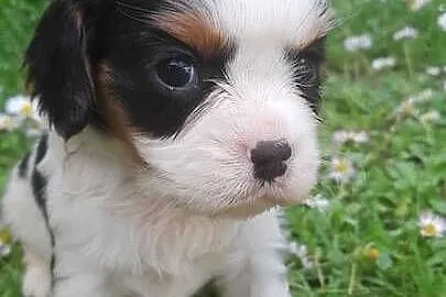 Suczka Cavalier king charles spaniel  tricolor, Śląskie, Katowice