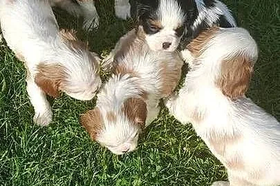Suczka Cavalier king charles spaniel  tricolor, Śląskie, Katowice