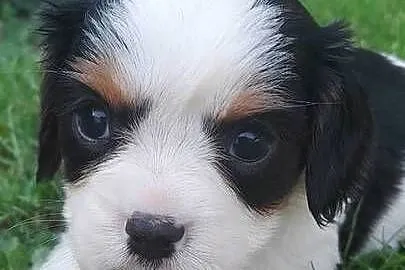 Suczka Cavalier king charles spaniel  tricolor, Śląskie, Katowice