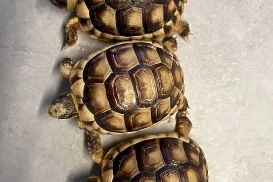 Żółw lądowy | żółwie lądowe | transport możliwy