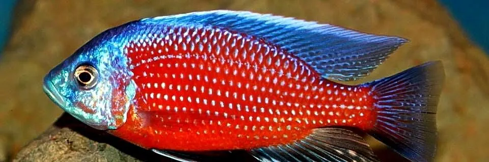 Pyszczak Borleya - Copadichromis borleyi - Pyszczaki Malawi, Pomorskie, Gdańsk